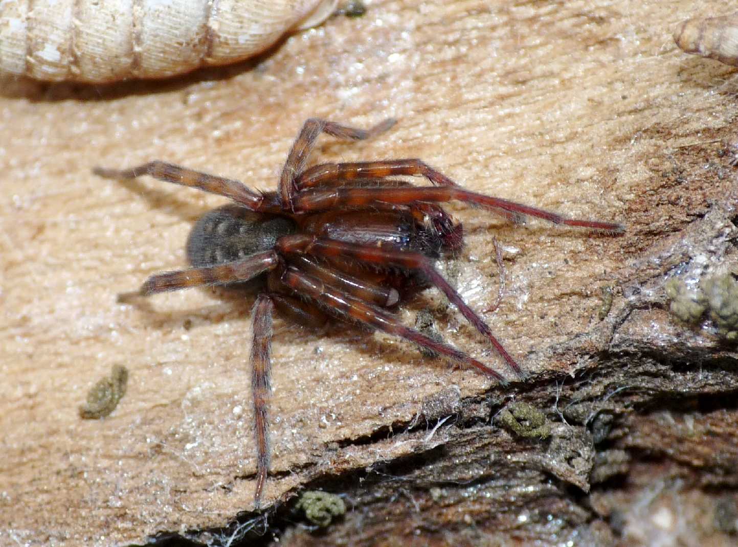 Amaurobius sp.